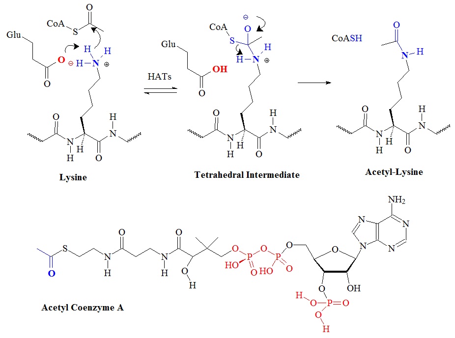 Proposed chemical mechanism of histone acetyl-transferases